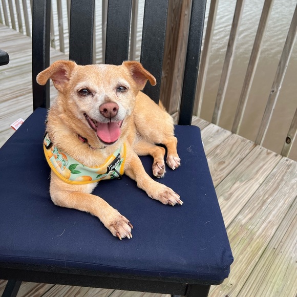 Meet your Posher, Posh - Picture 2 of 2